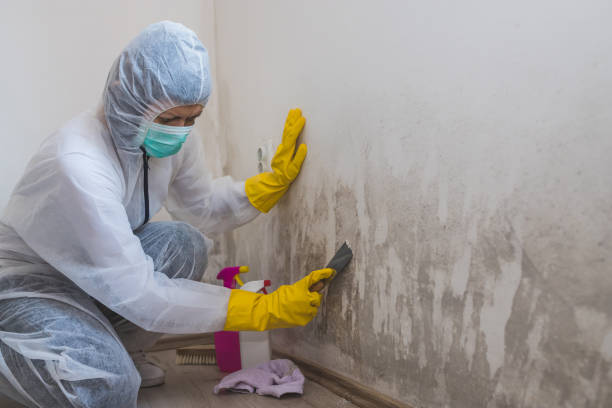 Mold Documentation for Insurance Claims